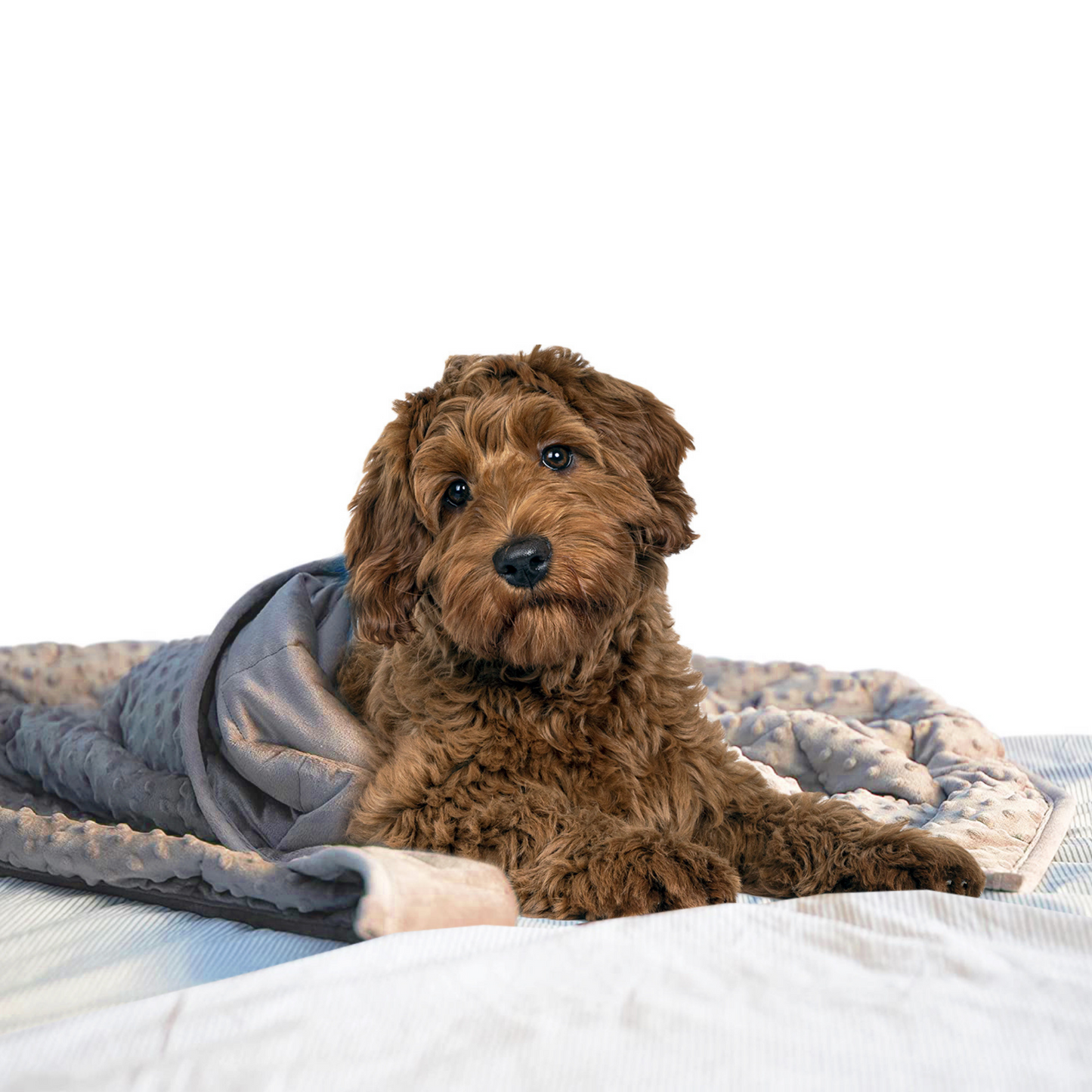 Archstone Pets Weighted Blanket - Gray, Polyester